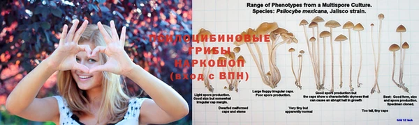 дурь Дмитровск